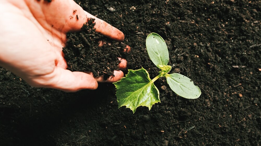 The Benefits of Using Quality Topsoil in Somerset